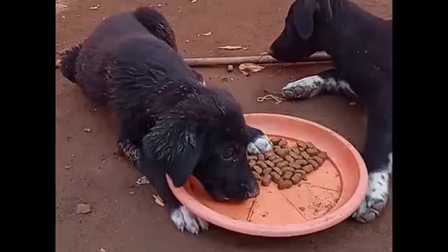 Feeding this LOVELY homeless Puppies