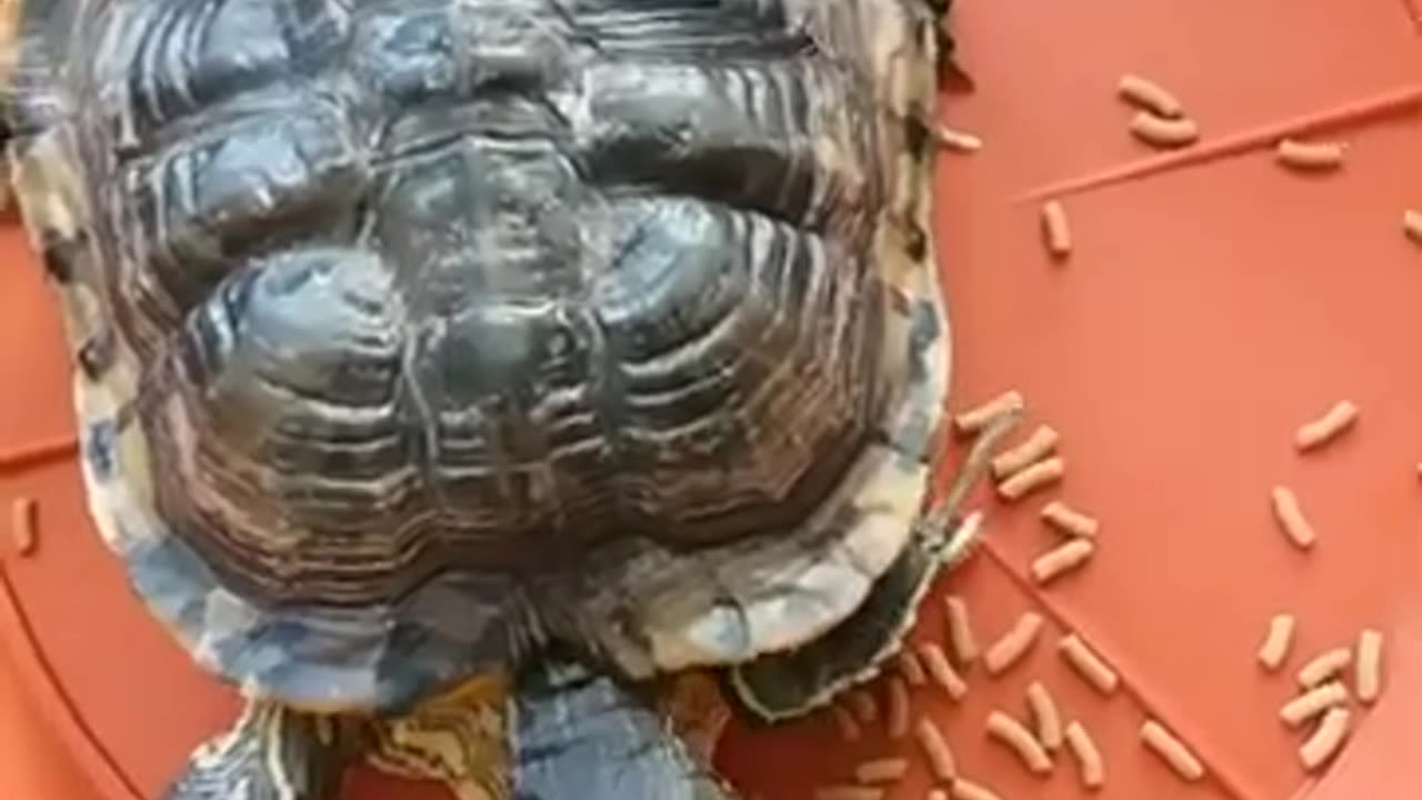 Eating the tortoise