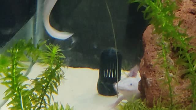 what animal is this?