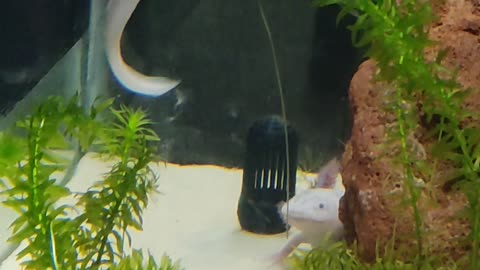 what animal is this?