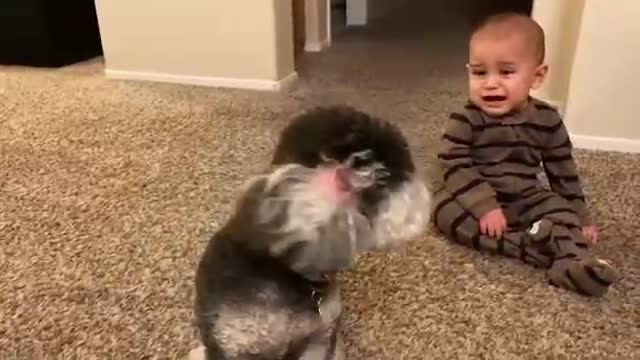 Funny baby and dog beautiful video(nice video )