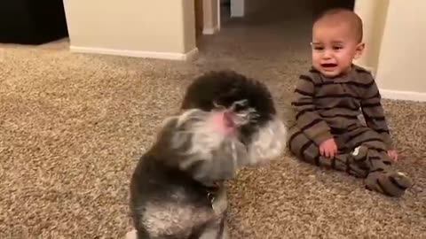 Funny baby and dog beautiful video(nice video )