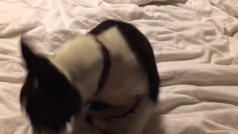 White dog scratching butt in bed