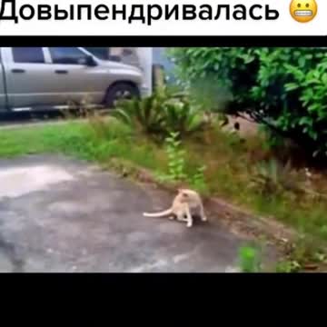 The bird was showing off#bird #birds #nature #animals#funny #cats