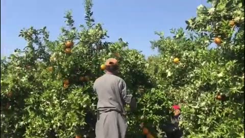 ORANGE WORK IN SPAIN_AGRICULTURE IN SPAIN MUST WATCH