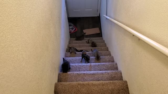 Kittens and stairs