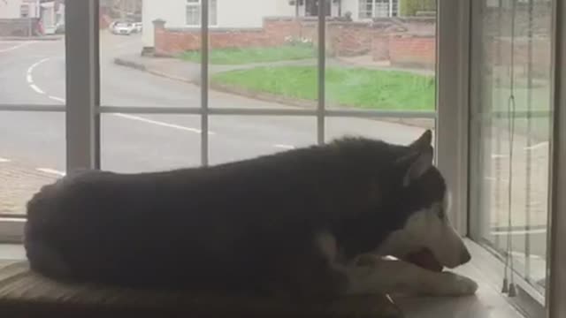 Howling husky puppy