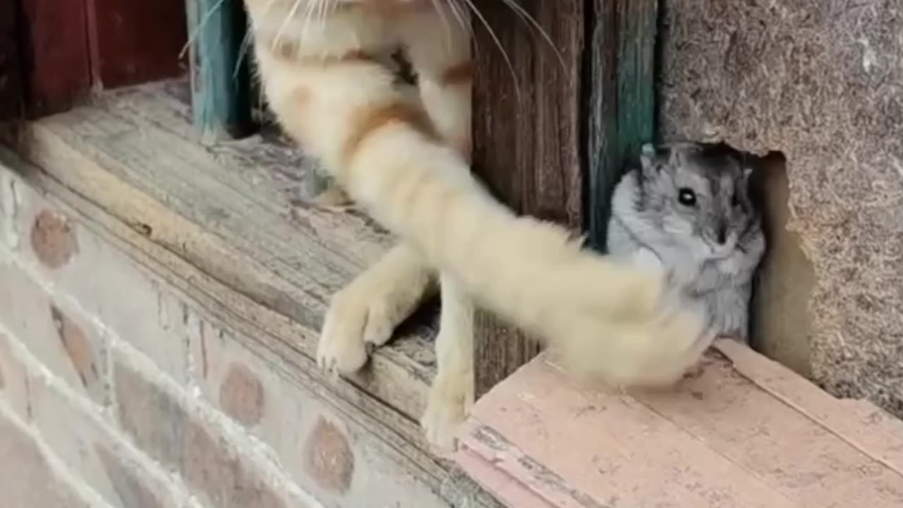 cute cat fighting with a baby rat😀🤣😁very funny video