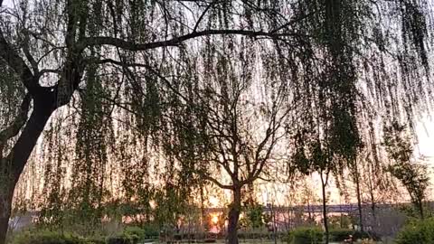 A tree in Han River Park in Seoul