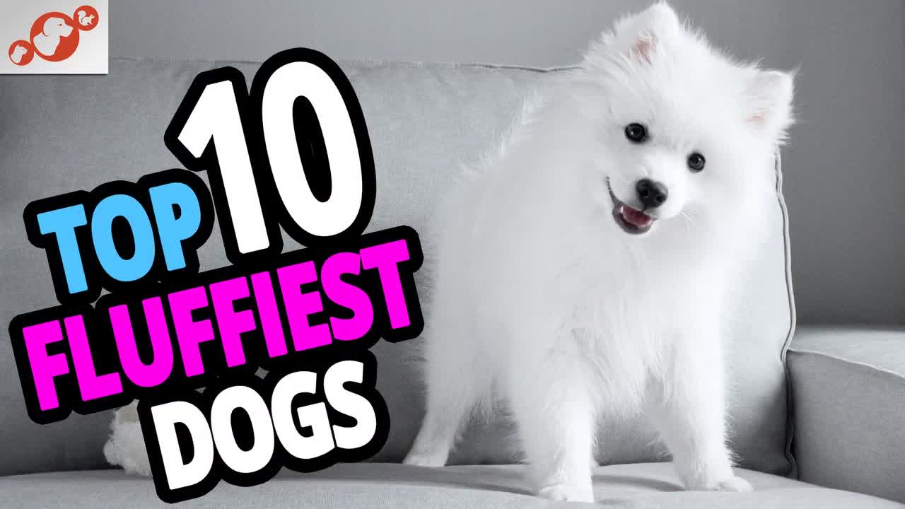 Fluffiest Dogs - Top 10 Fluffiest Dog Breeds In The World!