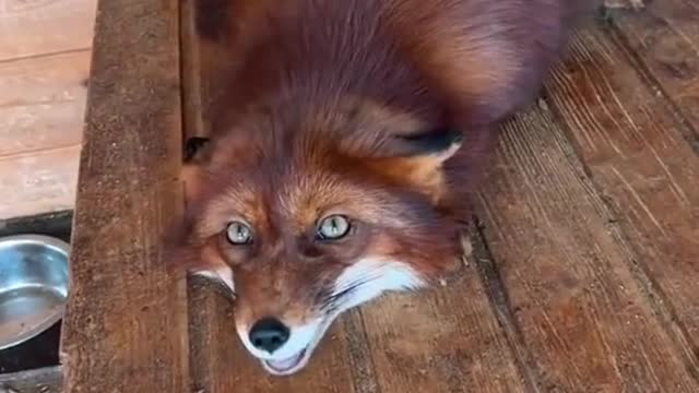 The Fox'S Cry Is Too Baby-Like