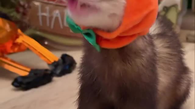 Funny reaction by rat on music