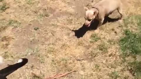 Small brown dog chases after two big dogs