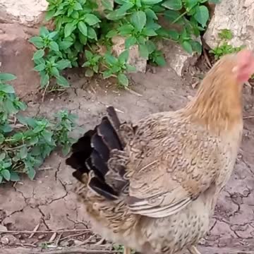 le coqe petite djaj saghir