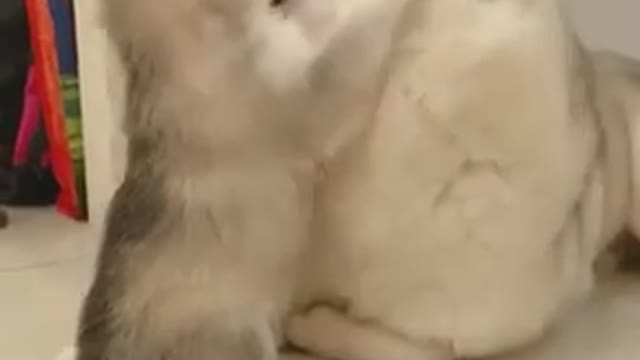 HUSKY PUPPY LOVE TO ITS MOTHER ADORABLE