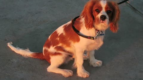 Puppy Gives Owner The Most Adorable Look