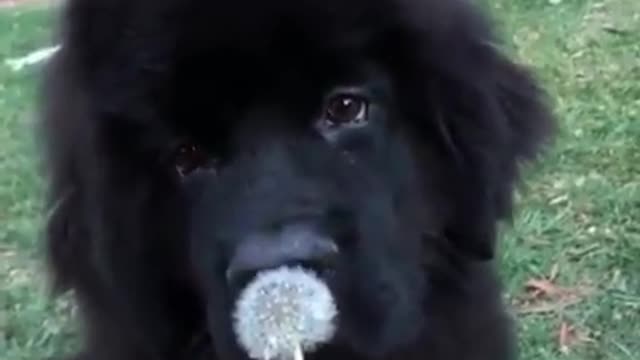 black dog