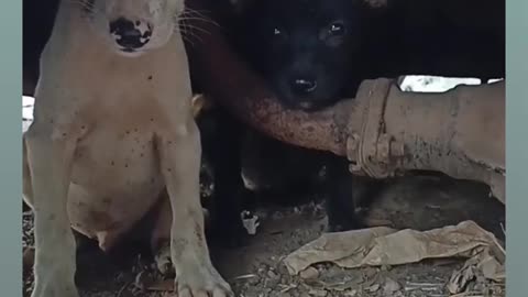 Homeless puppy are so cute