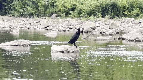 Cormorant