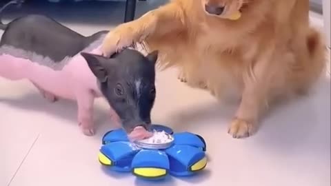 What’s So Special About This Clever Dog? 🐶🐷