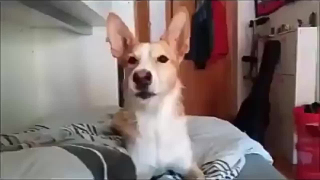 Dog sings Decpacito in a funny way.