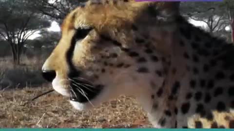 Attenborough Cares for a Baby Bear | Zoo Quest for a Dragon | BBC Earth