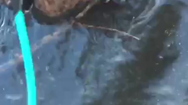 Brown dog fetching stick from water