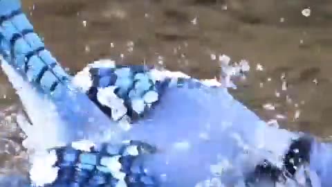 A blue Jay taking a bath