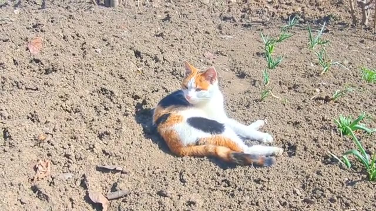 A cute cat is resting on the sand