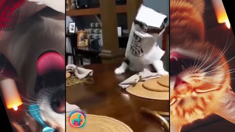 VERY FUNNY CUTE CATS / DOG is Jumping on the women :)