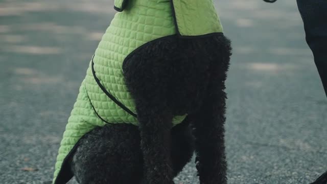 black-dog-on-a-leash