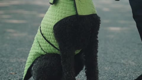 black-dog-on-a-leash