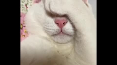 A cat blinded in its sleep.