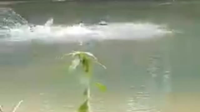 funny jokes prank crocodile swiming😅