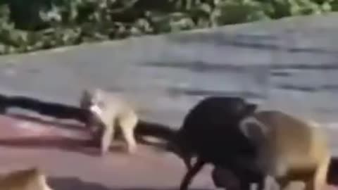 Doggy vs monkey