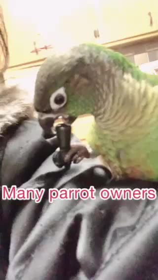 Best Toy For Parrots