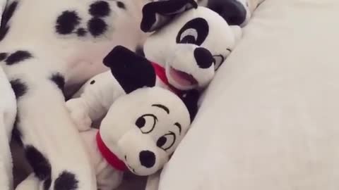 A dalmatian dog is laying in bed asleep with two stuffed toy dogs