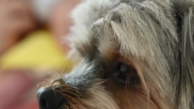 dogs