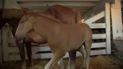 Cute Young Horse with Mother, Wooden Barn