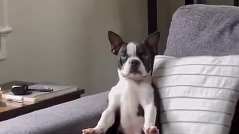 Funny video dog