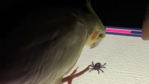 Funny - Gamer cockatiel