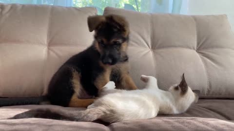 Funny German Shepherd Puppy and Cute Kitten Playing