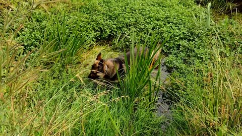 Cooling a German Shepherd