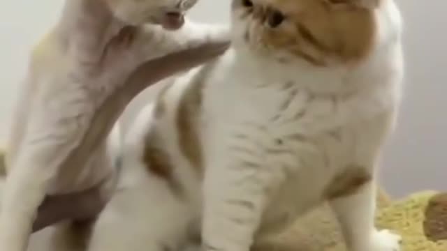 Baby cats | funny cute cat video compilation