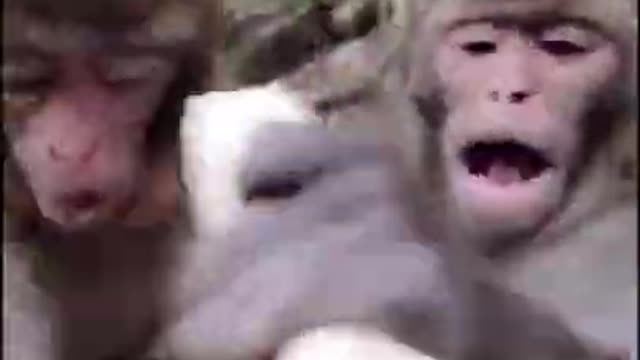 😂 So sad I am feeling bad for this monkey