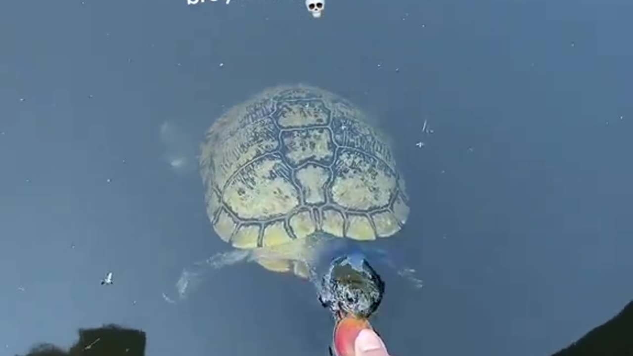 The way he swam for it