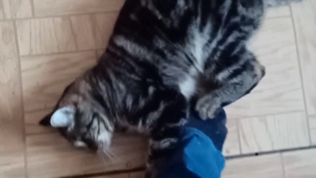 The cat has clung to my leg and does not want to let go😂🤣