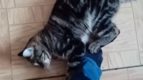 The cat has clung to my leg and does not want to let go😂🤣