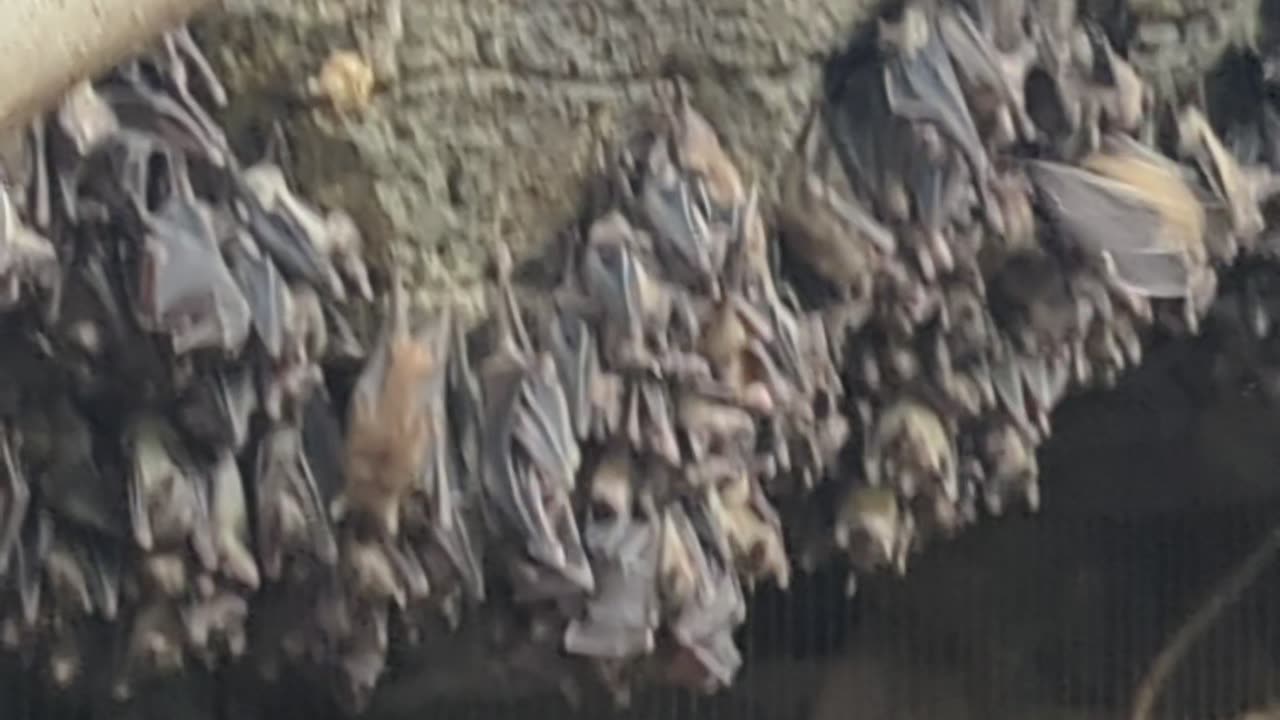Bats