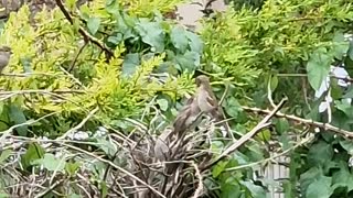 Sparrow feeding baby